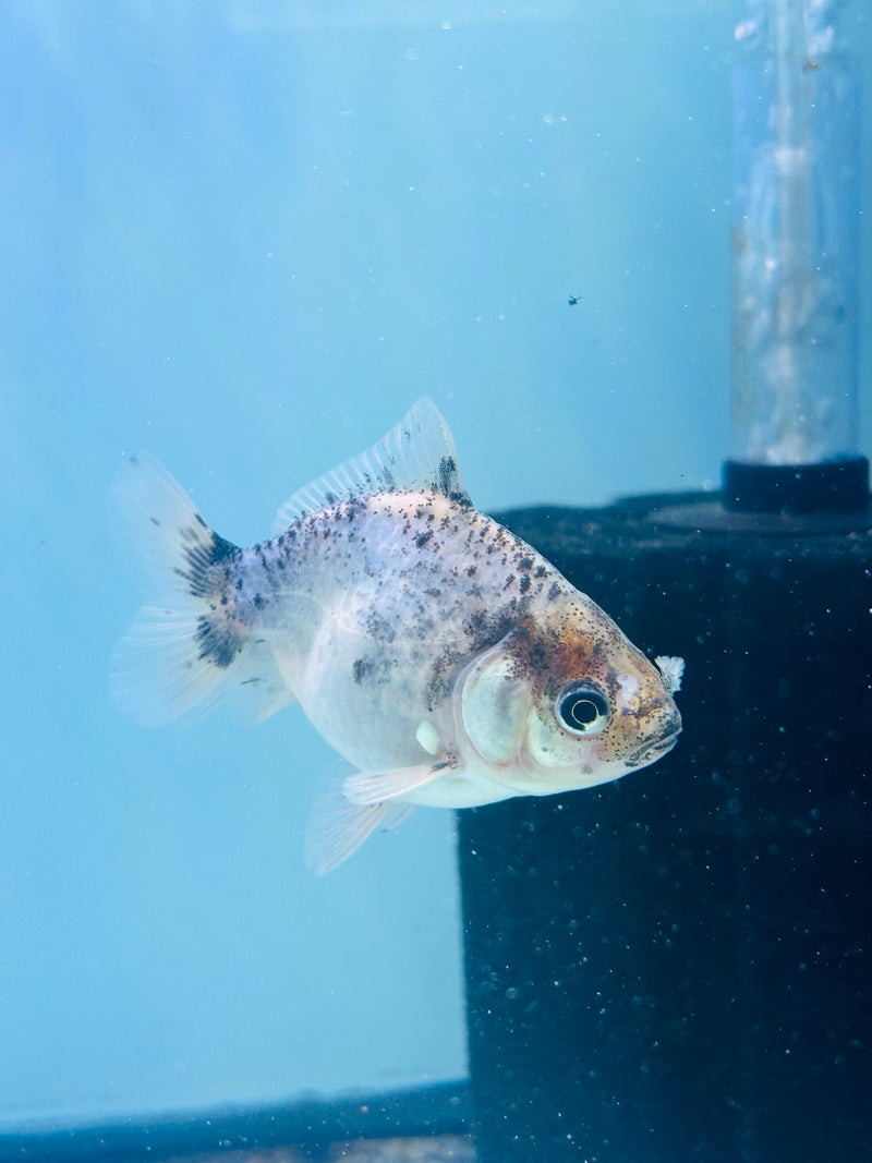 Thai Giant Breed Calico Yuanbao Oranda 2.25 inch Body (KP-223)R4C01