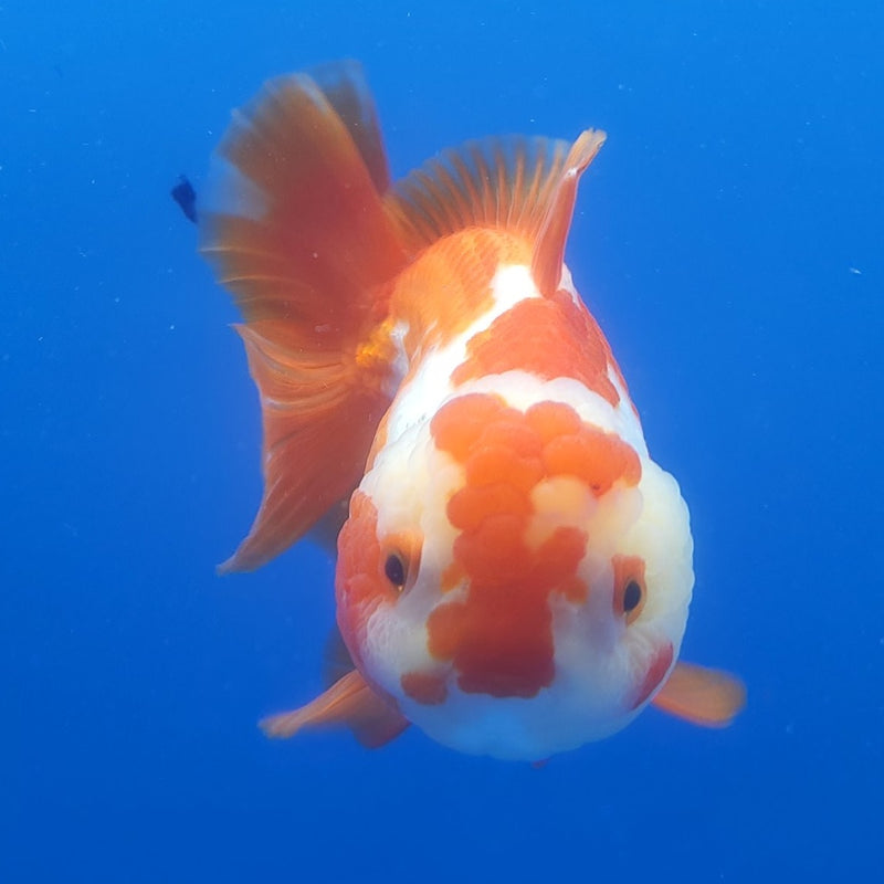 Thai Jumbo Oranda Red & White 5in Female (FEB-228)BLUETUB2