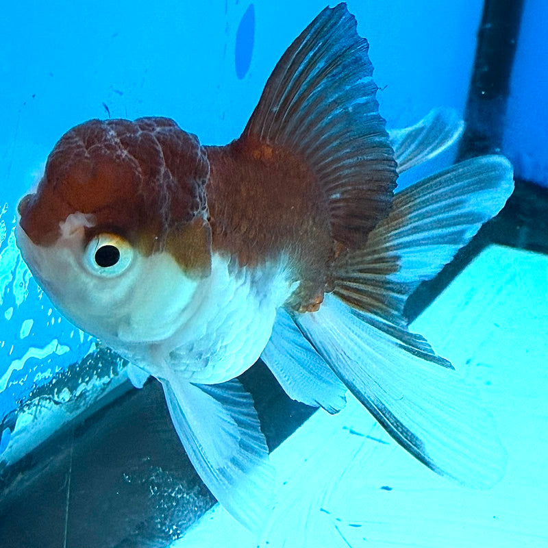 Thai Oranda Panda 2in Female (FEB-438)R3B19