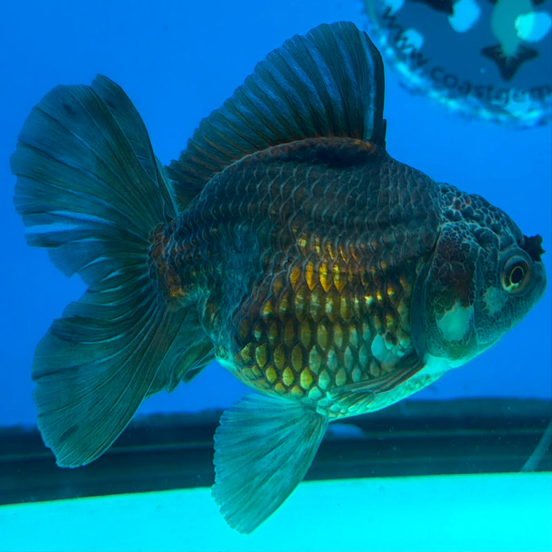 Thai Oranda Copper 3.5" Female(FEB-428)R2B05