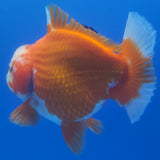 Thai Jumbo Oranda Red & White 5in Female (FEB-235)R2A06