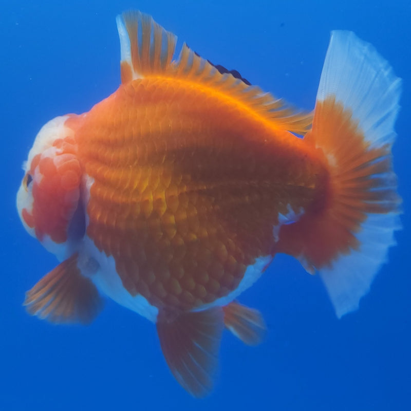 Thai Jumbo Oranda Red & White 5in Female (FEB-235)BLUETUB1