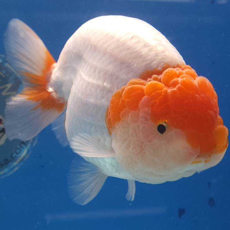 Thai Ranchu Red & White 4in Female (FEB-336)SHOWTANK2