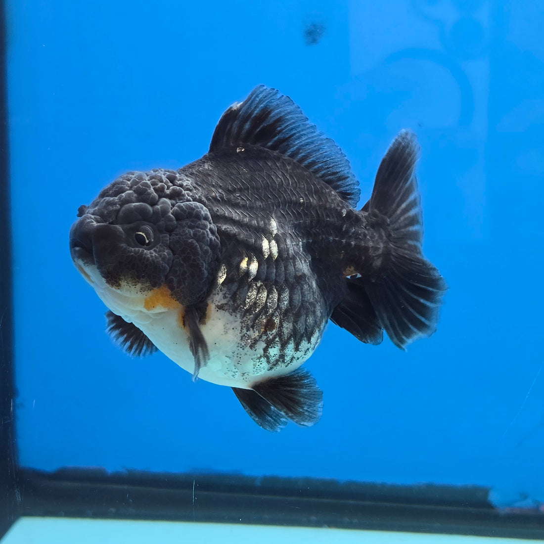 Thai Oranda Kirin Shogun Farm 3.5" Body Female 8mths(FEB-554)R3A02