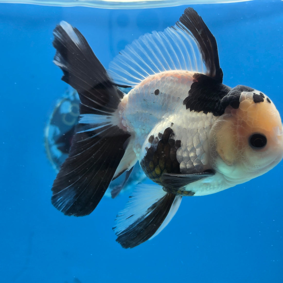 Thai Oranda Panda 4" Body male 9mths(FEB-570)R3A01