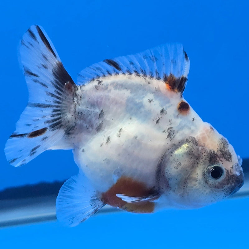 Thai Shogun Calico Oranda 2.5" Body Male A+ Grade(CK-606)R3A01