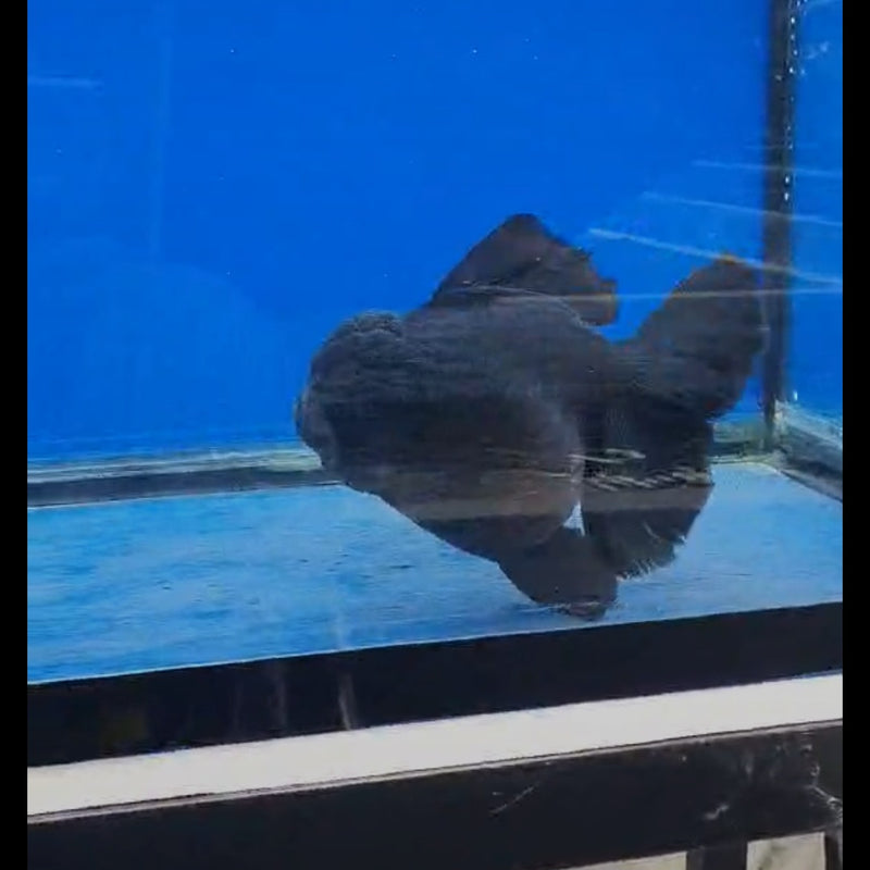 Thai Black Oranda 6.00 inch Body Oranda (CRP-JO1038)