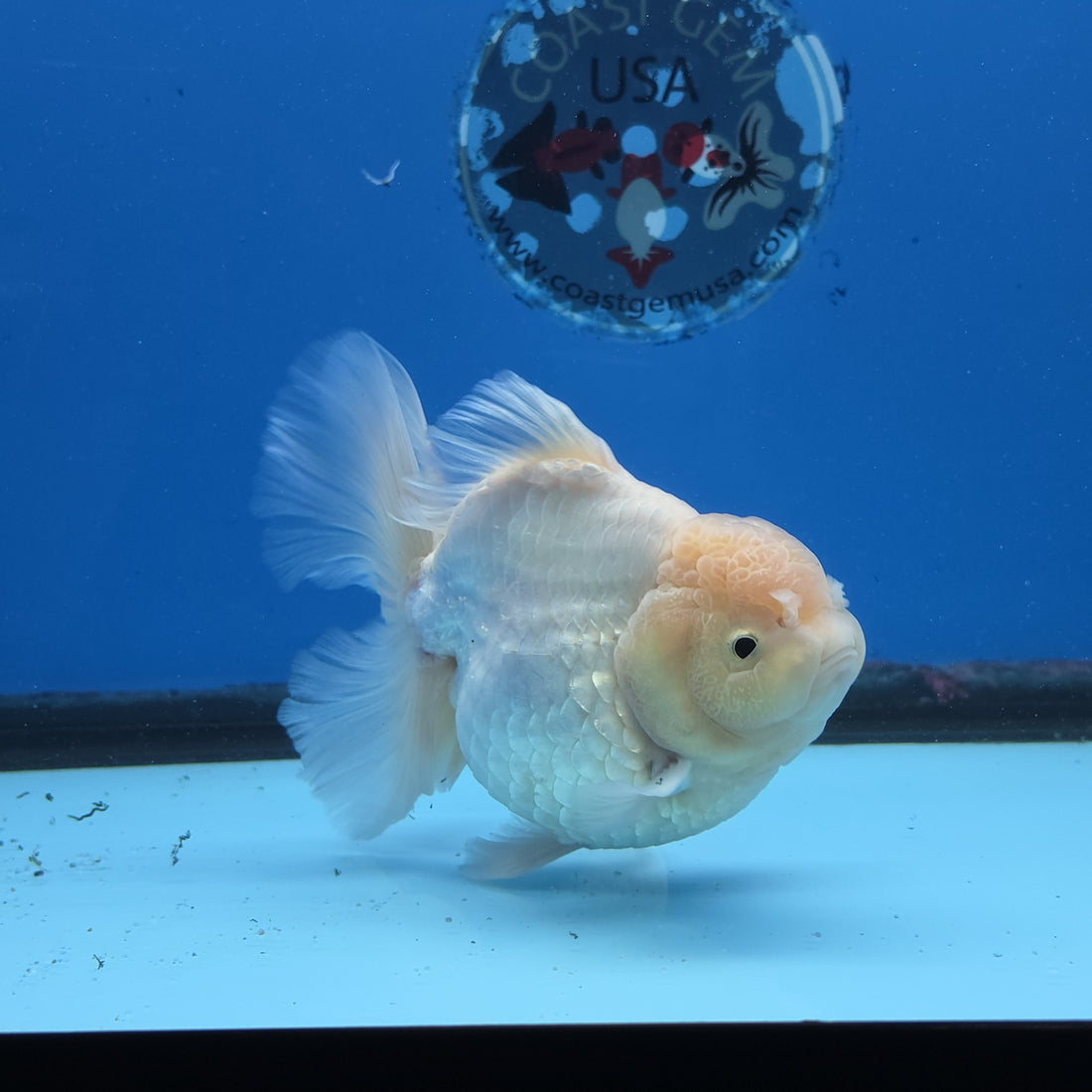 Thai Oranda White Platinum 4.5 in Body Female (FEB-520)R3A08