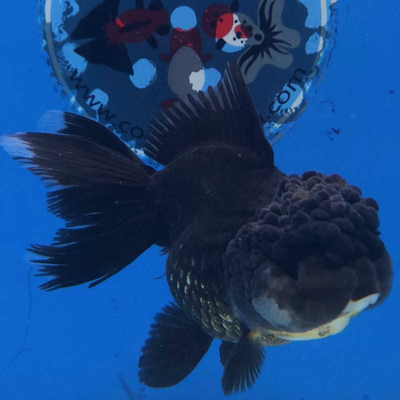 Thai Oranda Panda 3” Female (FEB-251)R3B04