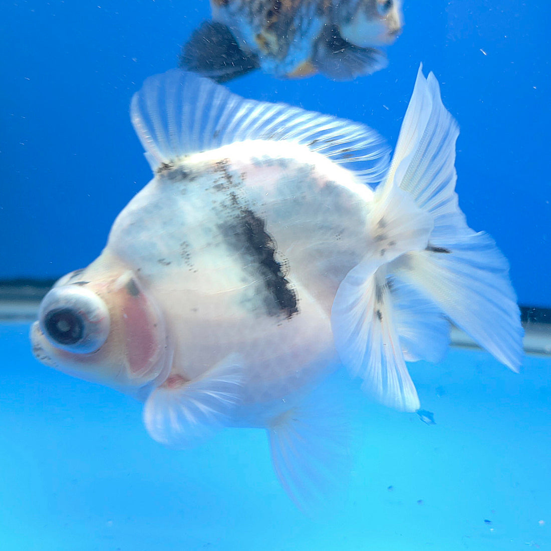 Thai Granite Calico Demekin 3.00" Body Female(FEB-731)BLUETUBA