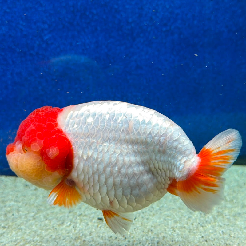 Thai Ranchu Red & White 4in Female (FEB-464)BLUETUBA