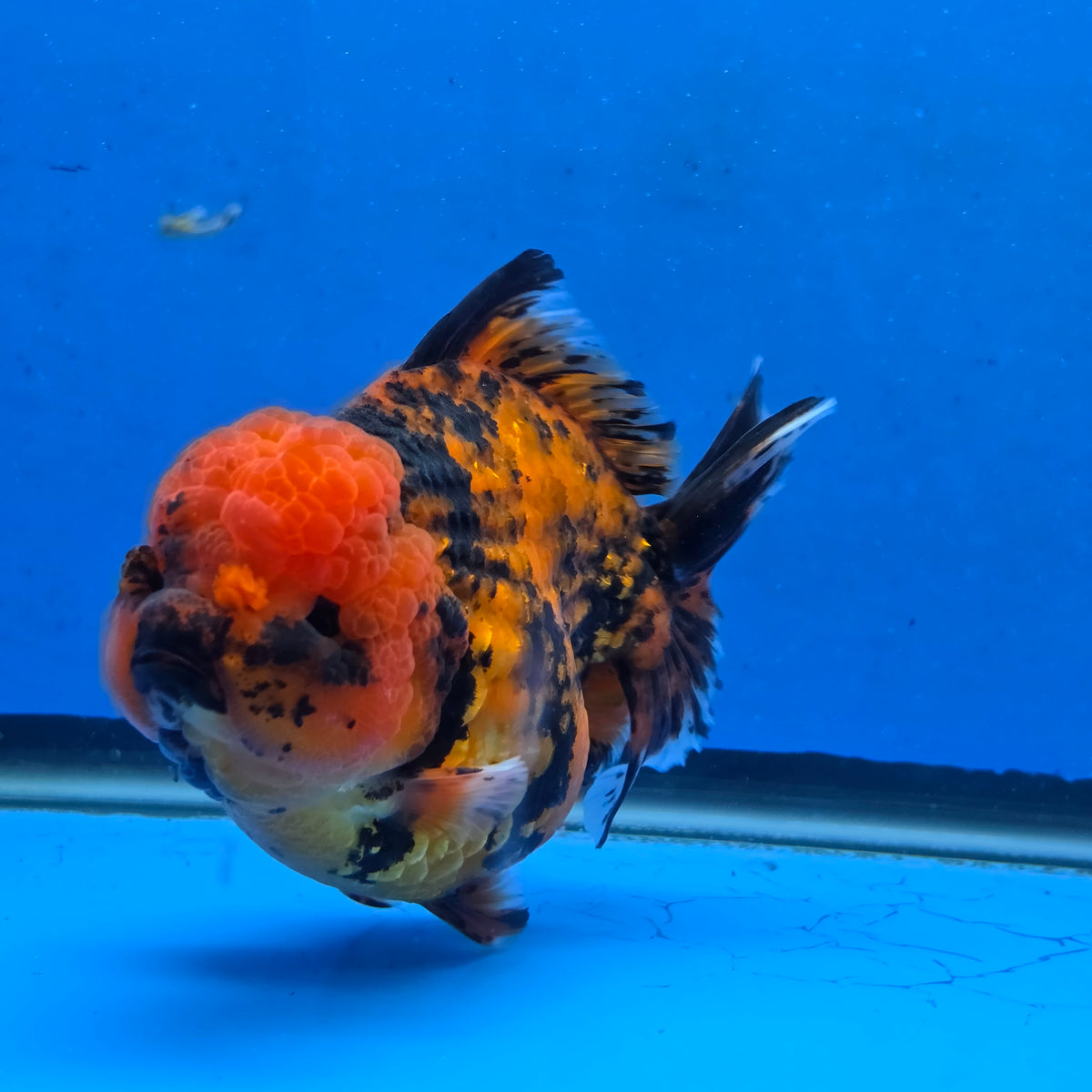 Thai Oranda Red Tiger Godzilla 5 inch Orchid Tail Body Female (G-FEB-108)BlueTubB