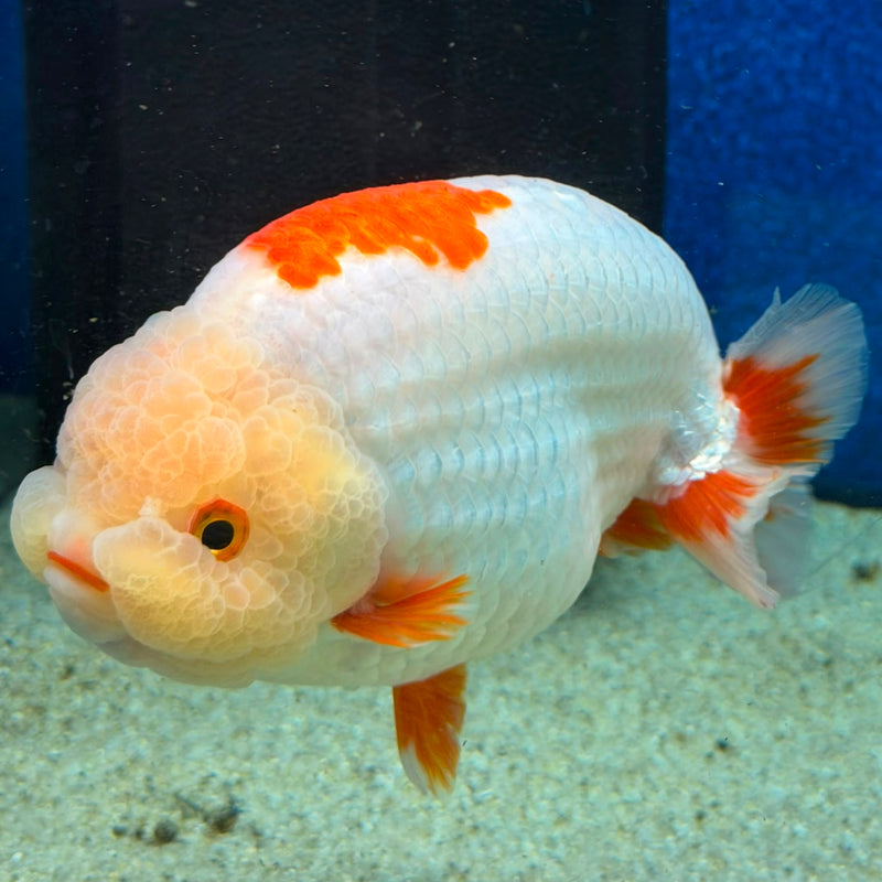 Thai Ranchu Red & White 4in Female (FEB-465)BLUETUBA