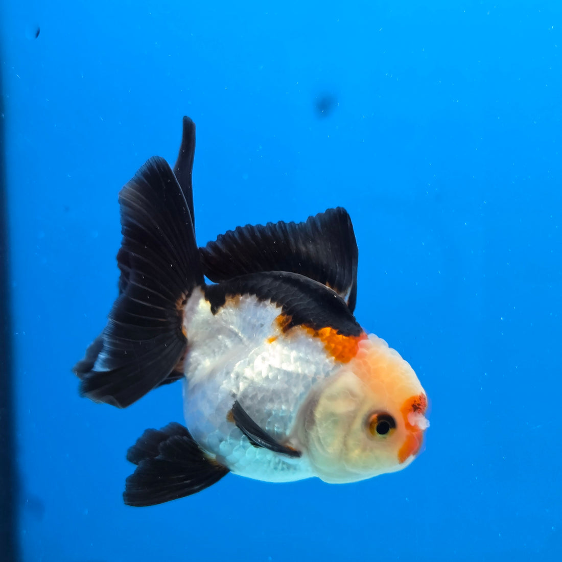 Thai Oranda Tri Color 3 in Body Female (FEB-527)R3A07