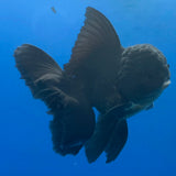 Thai Oranda Super Black 3.5" Body Male (FEB-853)R2A06