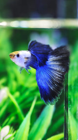 Live Fancy Guppy Fish Silverado HB Blue Tail Guppy (CGP-158)
