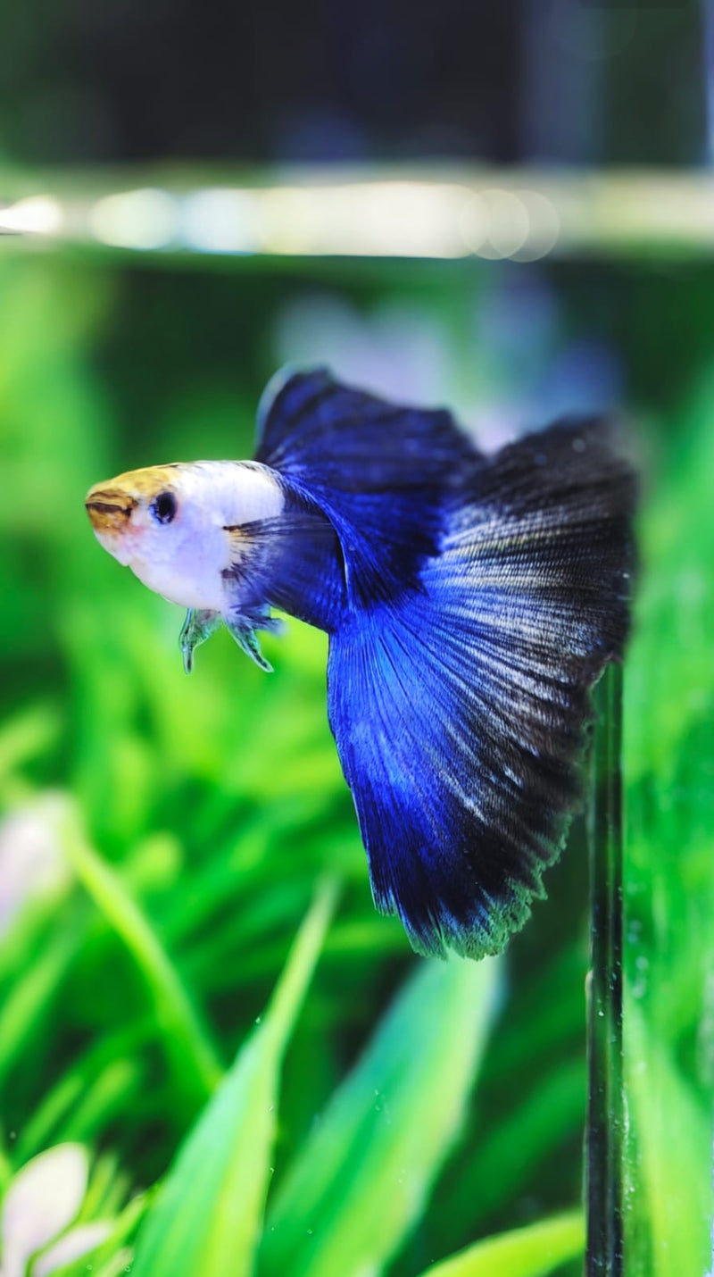 Live Fancy Guppy Fish Silverado HB Blue Tail Guppy (CGP-158)