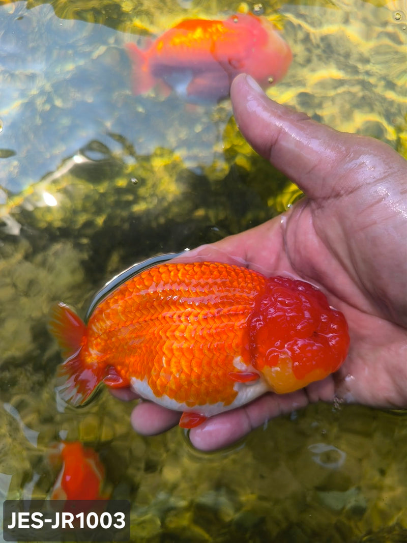Thai Dragon Head Ranchu Red & White 4.00 inch Body (JES-JR1003)