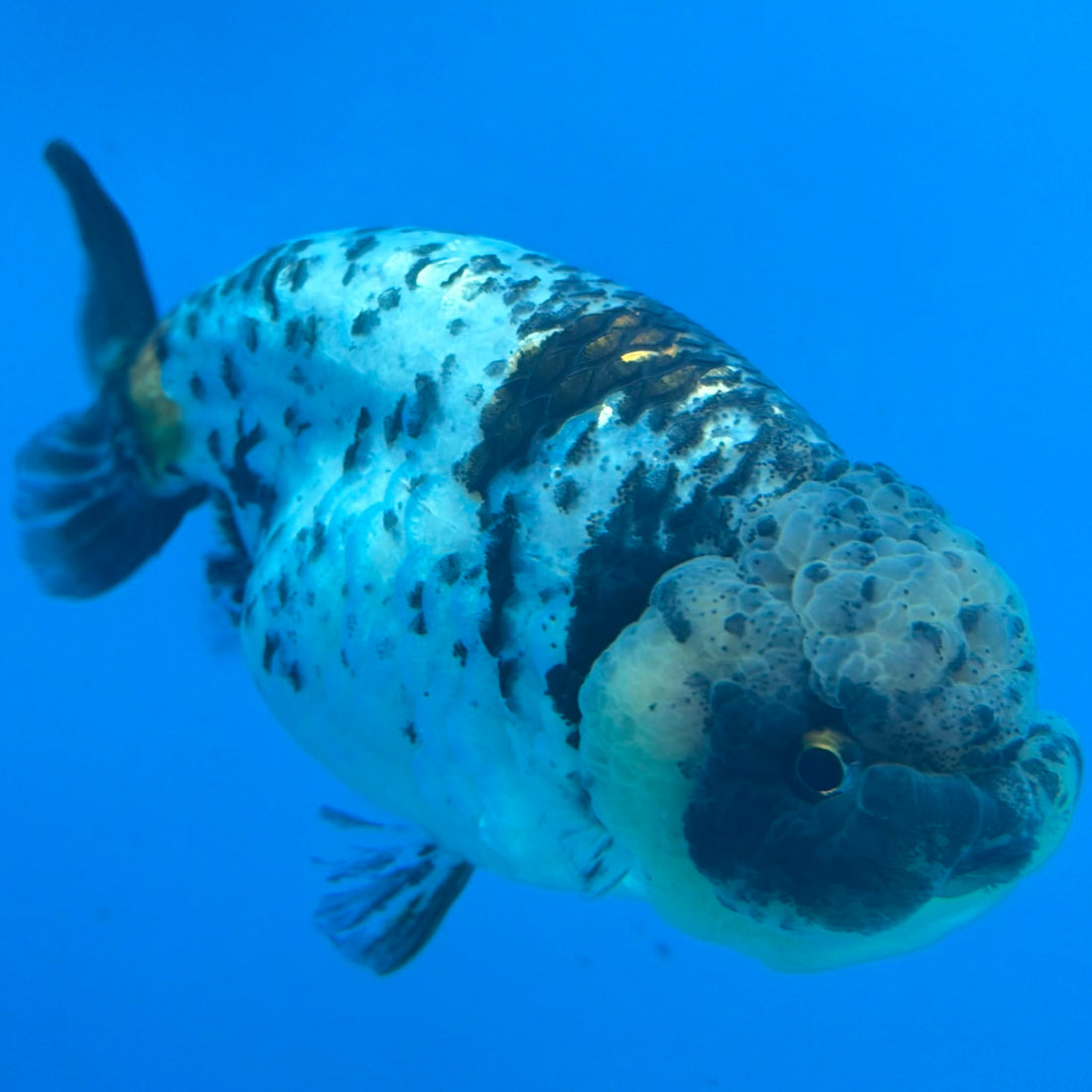 Thai Ranchu Granite Body 3.5in Female (FEB-451)BLUETUBA