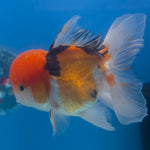 Thai Oranda Tri-Color 3.5” Female(FEB-715)R1A07