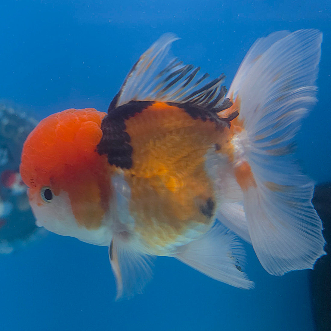 Thai Oranda Tri-Color 3.5” Female(FEB-715)R1A07