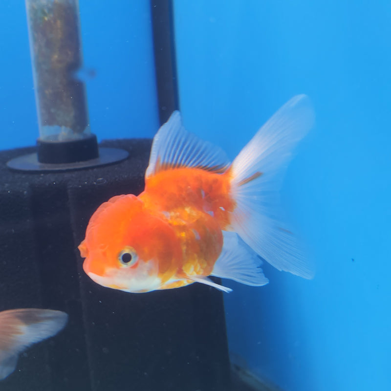 Thai Oranda Red & White Sakura 2” Body Female (FEB-171)R3A08