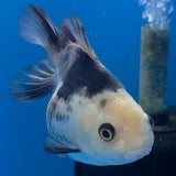 Thai Oranda Lemonhead Panda 3.00" Body Female (FEB-788)R1B03