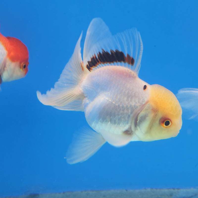 Thai Oranda White Lemonhead-Tri  2.5 F (FEB-177)R3A07