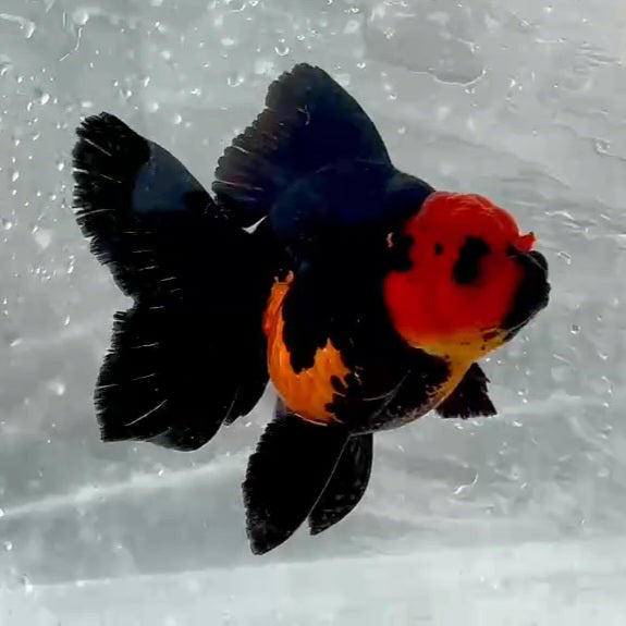 Thai Premium Apache Orchid Tail Oranda 4.00 inch Body (QGF-JO1142)