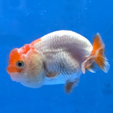 Thai Ranchu Red and White 2.50 inch Body Female (G-FEB-101)R2B11
