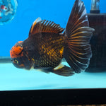 Thai Oranda Red Cap Black 5" Body male 12mths(FEB-573)R3A01