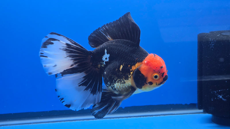 Thai Jumbo Apache Orchid Tail Oranda 4.50 inch Body Male 8 Months Age Giant Breed (NNN-3019)R1A07