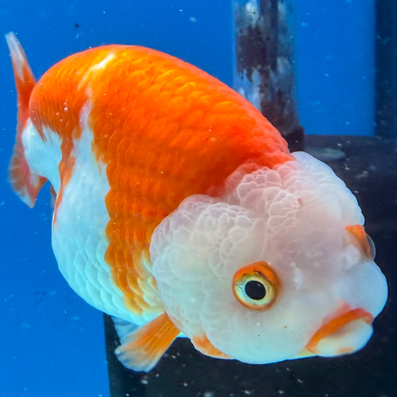 Thai Red & White Jumbo Ranchu 3.5” Body Female(FEB-388) SHOWTANKB