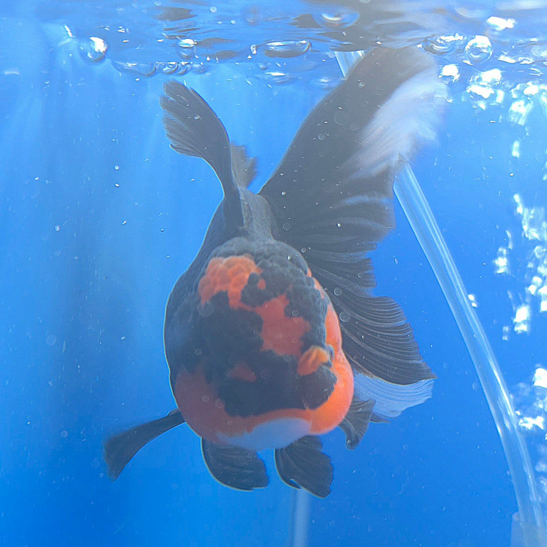 Thai Oranda Apache 3.5” Female(FEB-717)R1B07