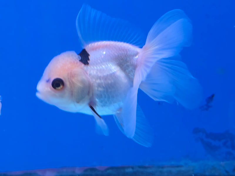 Thai Lemon Head Tri Color Oranda 2.50 inch Body Male (NNN-2070)R4B01