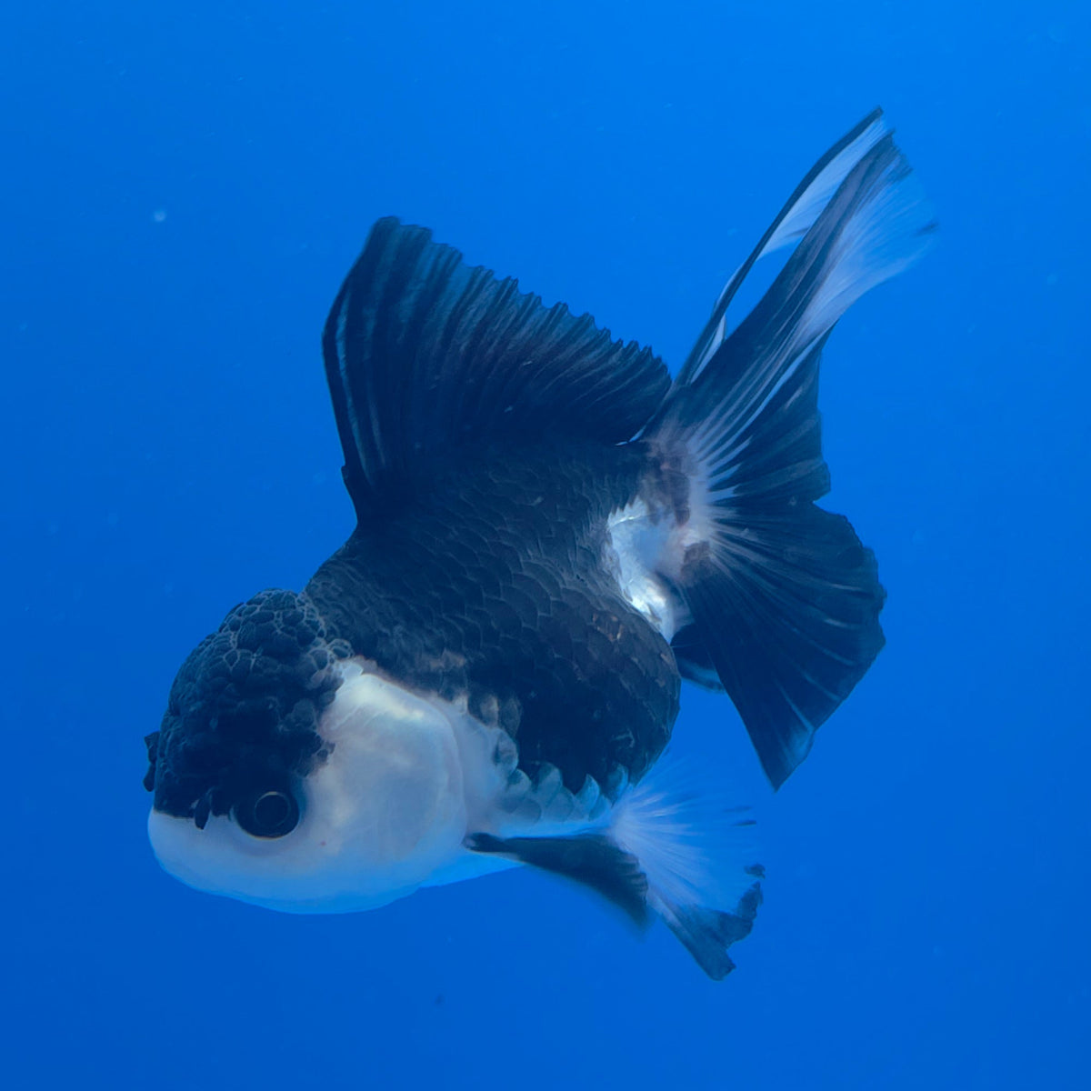 Thai Oranda Panda 3.00" Body Female (FEB-759)R2B07
