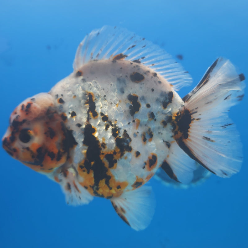 Thai Jumbo White Tiger Orchid Tail Oranda by NK THAILAND 5.00 inch Body (NKT-FEB-369)