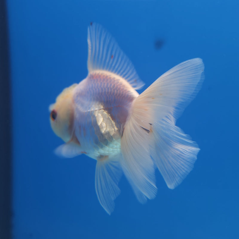 Thai Oranda Lemonhead 2.5” Female (FEB-263)R3B18