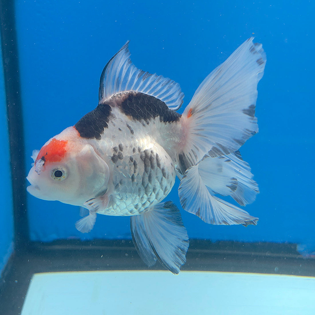Thai Oranda Tri-Color 3in Female (FEB-687)R3A06