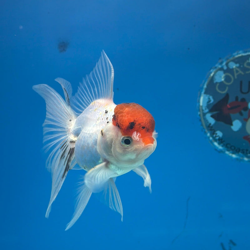 Thai Oranda Red & White Cap 3in Female (FEB-287)R2B03