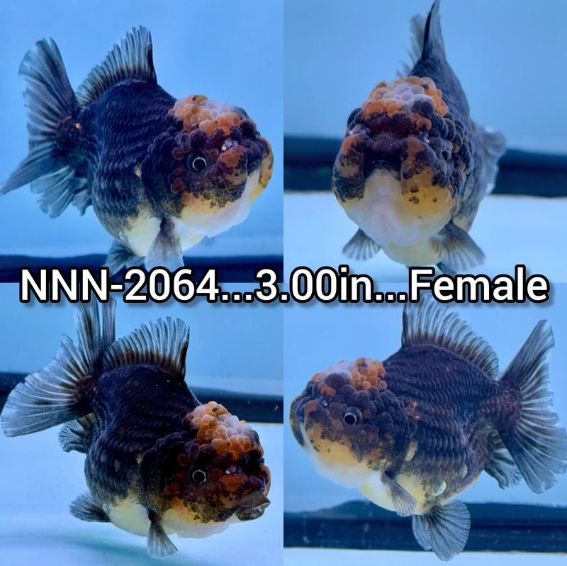 Thai Apache Yuanbao Oranda 3.00 inch Body Female (NNN-2064)R1A01