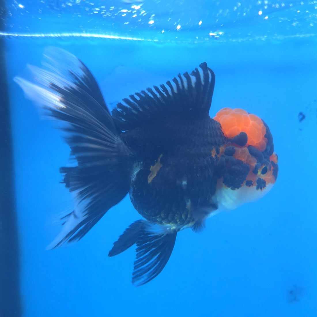Thai Oranda Apache 2.5” Female(FEB-666)R3B03