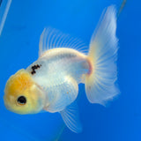 Thai Oranda Lemon Head Panda 3.00 inch Body Female(FEB-839)R2A02
