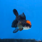 Thai Oranda Red Cap Black 3.5” Female(FEB-728)R1B07