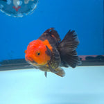 Thai Oranda Apache 2.5” Female(FEB-675)R3B01