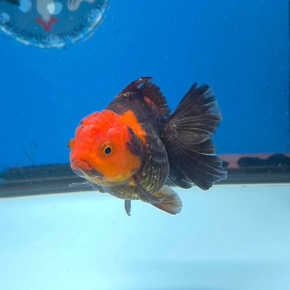 Thai Oranda Apache 2.5” Female(FEB-675)R3B01