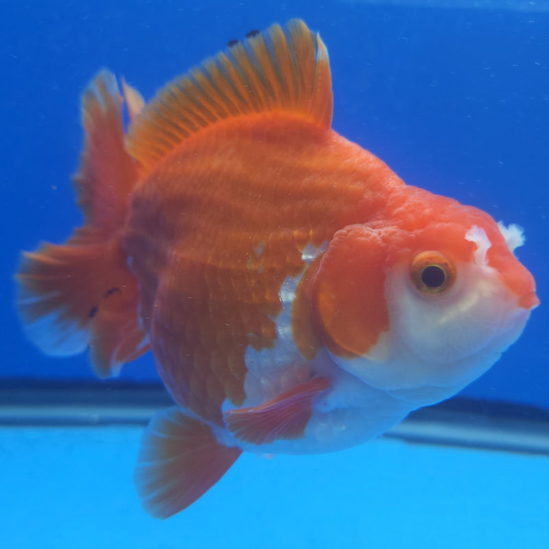 Thai Jumbo Oranda Red & White 4.5in Female (FEB-226)BLUETUB1