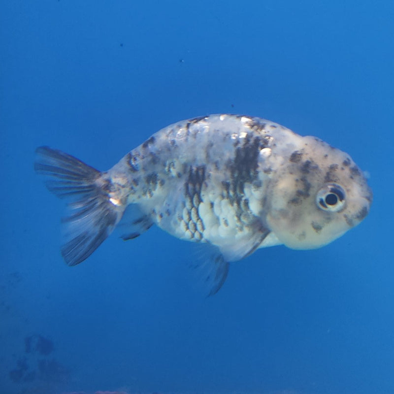 Thai Ranchu Granite 2.5in Female (FEB-339)R3A14