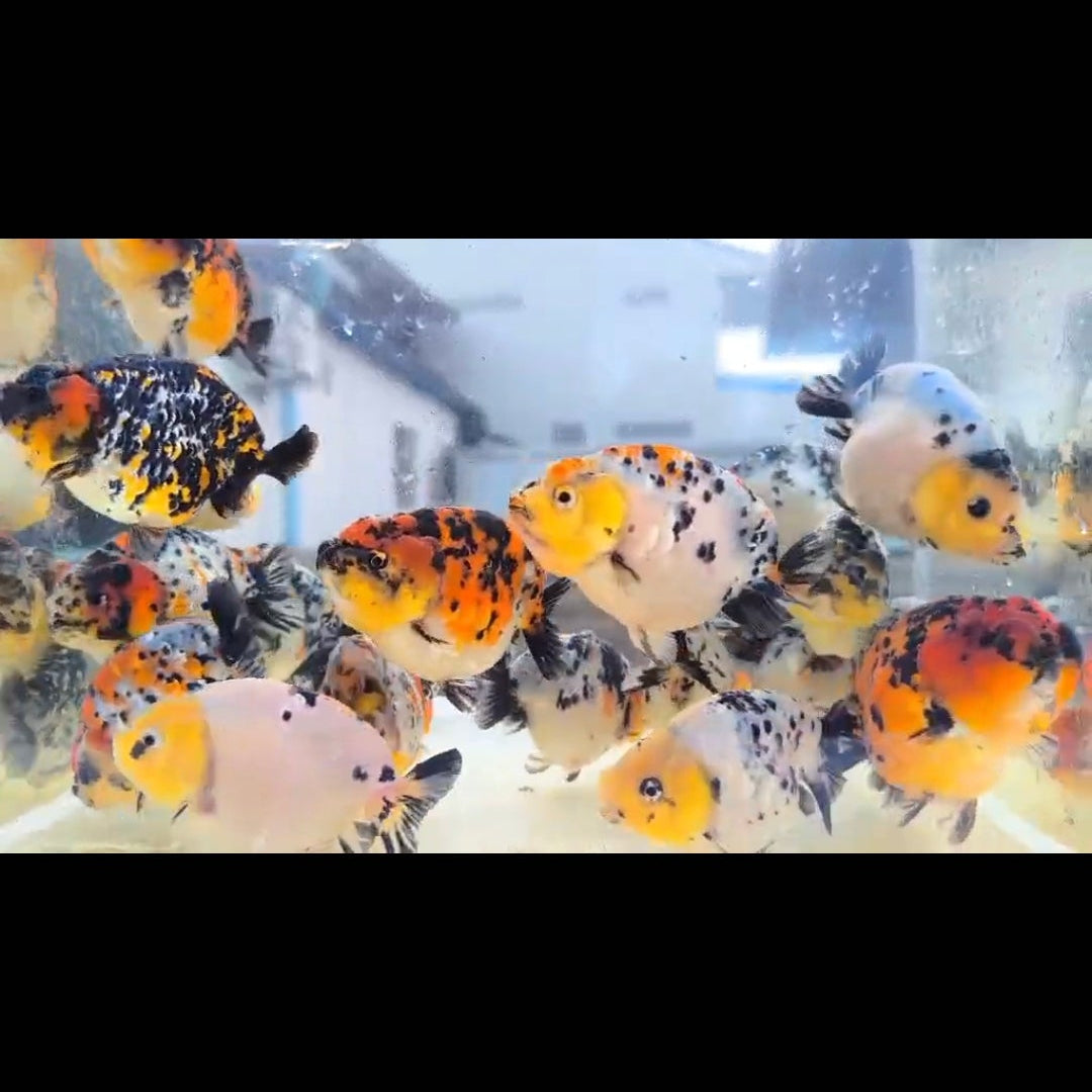 Screen capture of a video player with a paused video showing colorful fish in an aquarium.