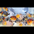 A Grade Our Choice Calico Dragon Head Ranchu 2.50 inch Body (CGF)